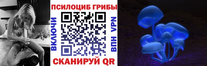 Купить закладки  Гаджиево  Псилоцибиновые грибы Psilocybe 